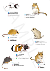B5ノート　LOVEげっしー