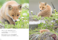 サンプル画像 No.3