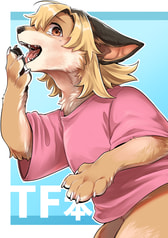 TF本
