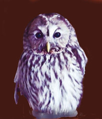 フクロウポストカード
