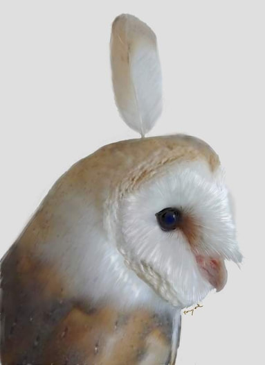 メンフクロウポストカード
