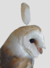 メンフクロウポストカード