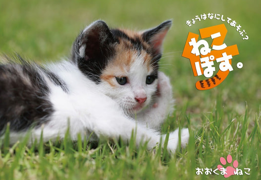仔ねこぽす。