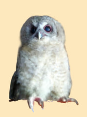モリフクロウ雛ポストカード