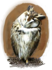 ウサギフクロウポストカード