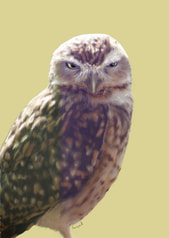 アナホリフクロウポストカード