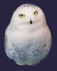 シロフクロウポストカード