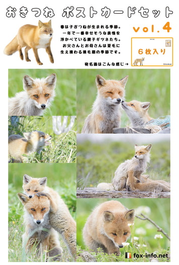 キツネポストカードセット Vol.4 春の親子ギツネ