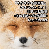 「キタキツネ写真集」なまらめんこい！北きつね牧場-冬の北きつね牧場編- / fox-info.net